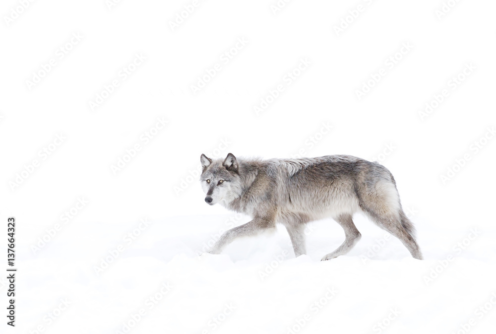 Naklejka premium A lone Timber wolf or Black wolf with silver coloured coat walking in the winter snow in Canada 