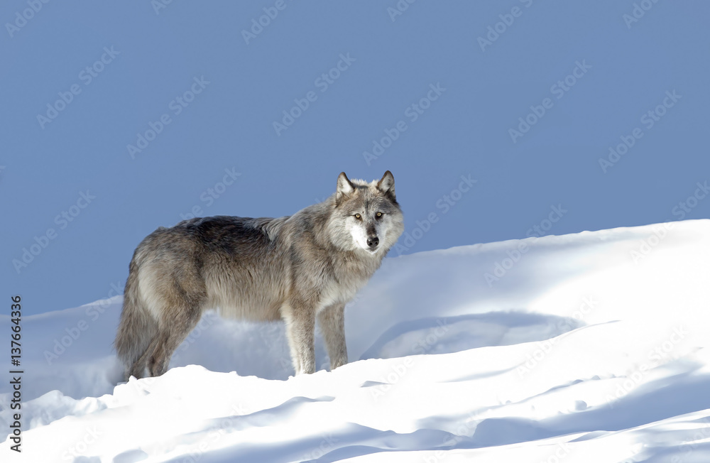 A timber wolf or Black wolf walking in the winter snow in Canada 