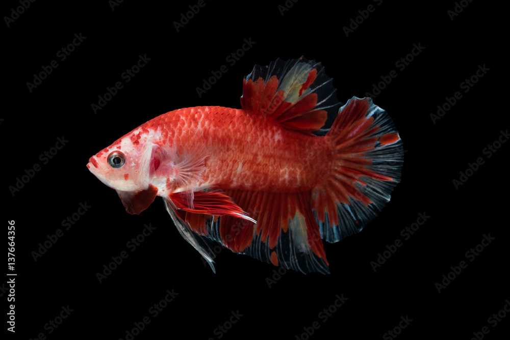Red Betta Fish Red Betta Fish