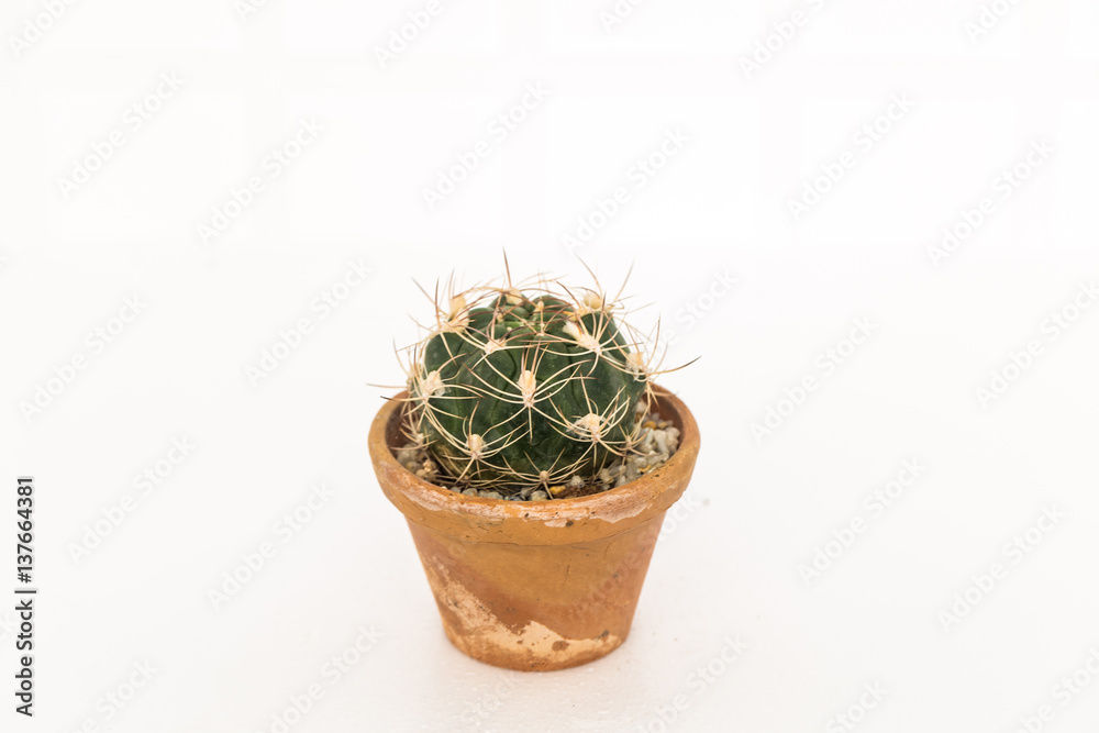 Small cactus in a flowerpot Small cactus in a flowerpot