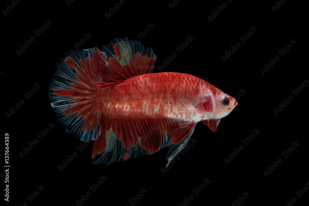 Red Betta Fish Red Betta Fish