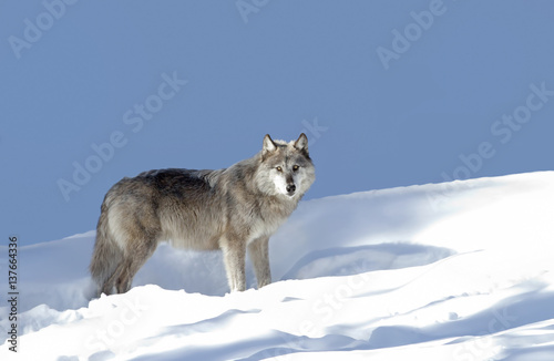 A timber wolf or Black wolf walking in the winter snow in Canada 