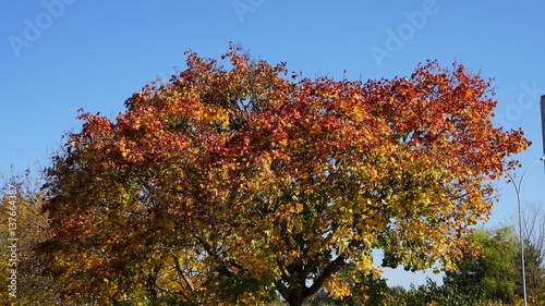 An autumn tree with red and yellow colored leaves