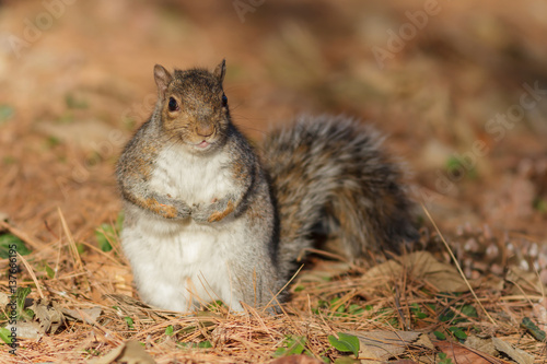 fauna,scoiattolo