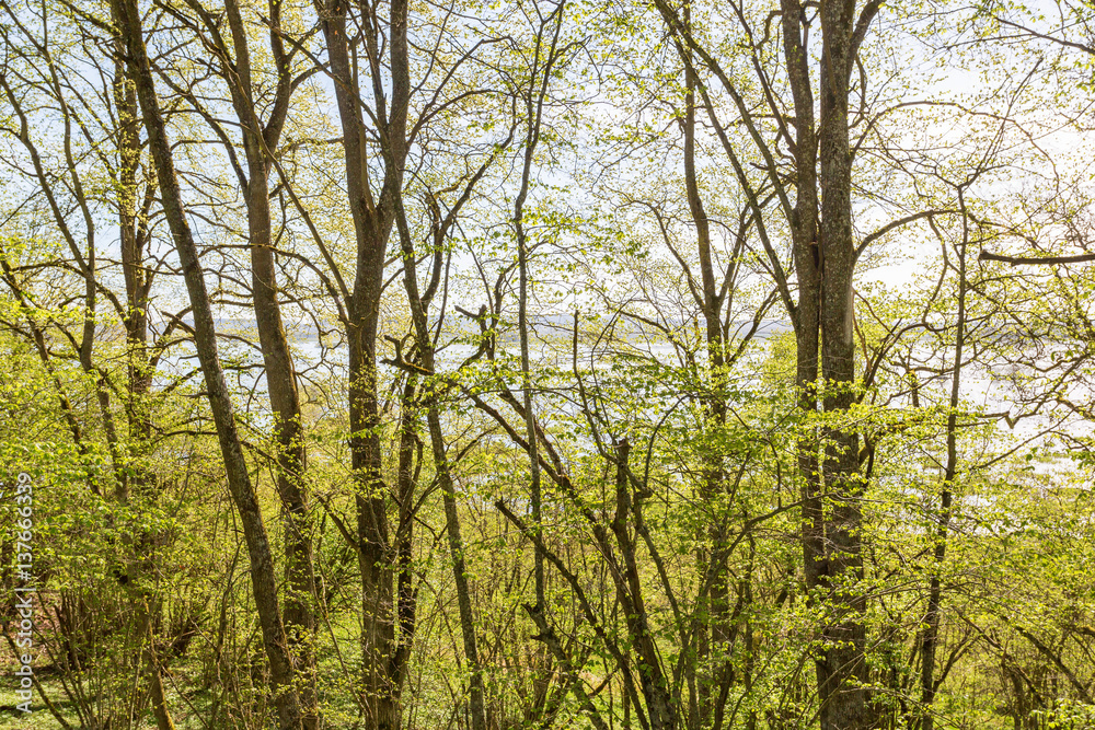 Fototapeta premium Spring greenery in the woods