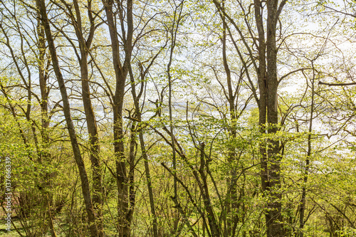 Spring greenery in the woods