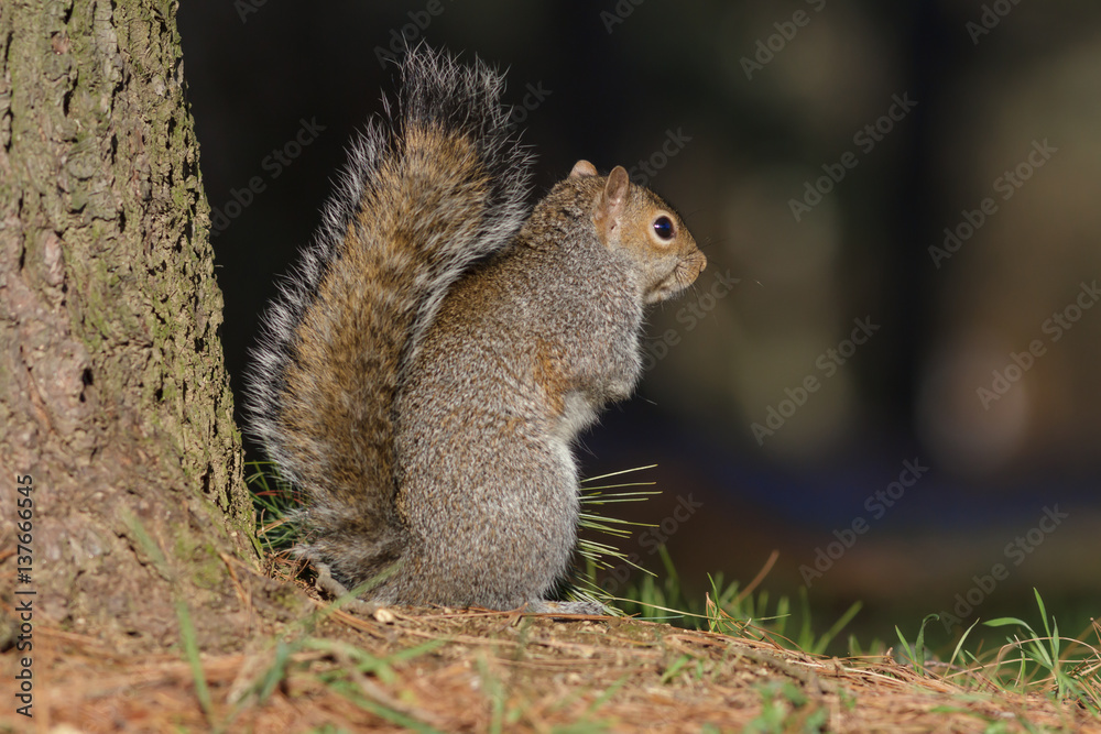 fauna,scoiattolo fauna,scoiattolo