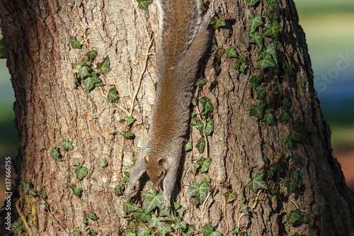 fauna,scoiattolo