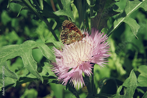 Brown butterfly sitting on a pink aster flower close up photo