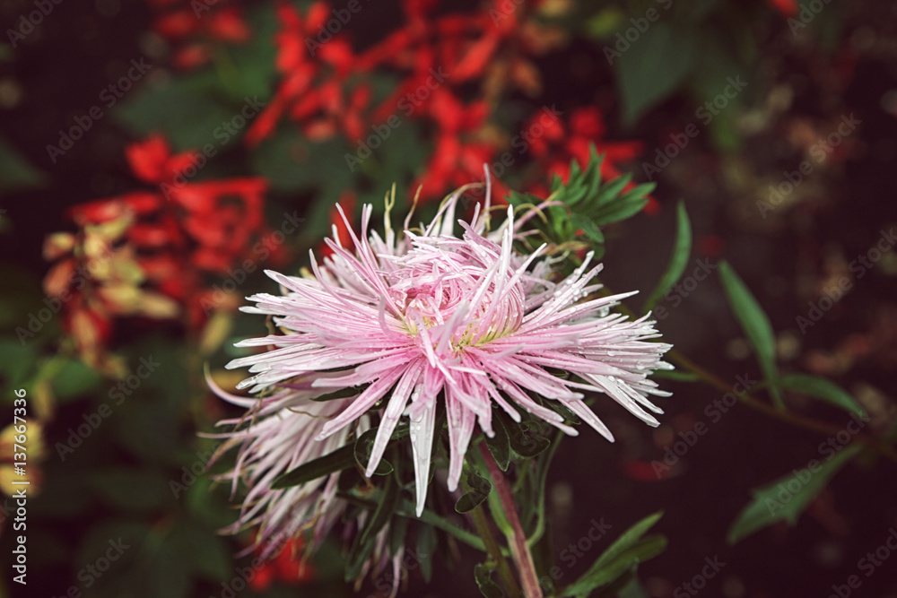 Beautiful pink aster flower, on green background Beautiful pink aster flower, on green background