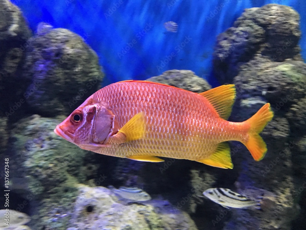 Exotic fish in an aquarium Exotic fish in an aquarium