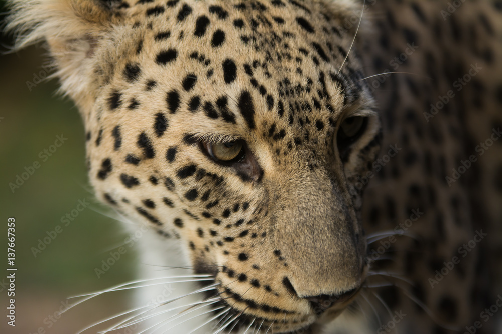 Portrait of amazing leopard with piercing look Portrait of amazing leopard with piercing look