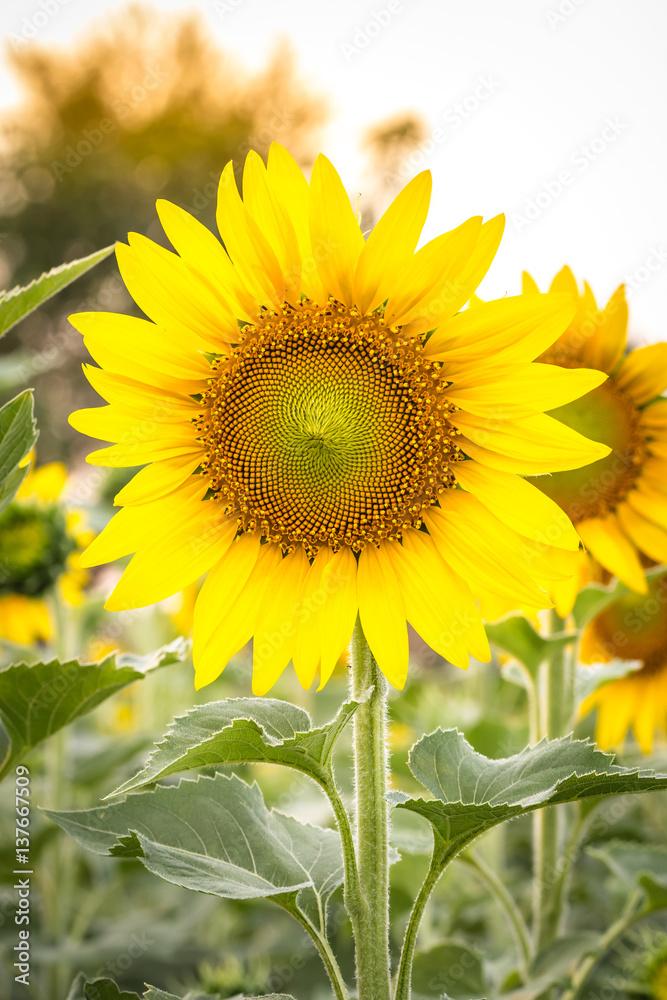 Obraz premium sunflower