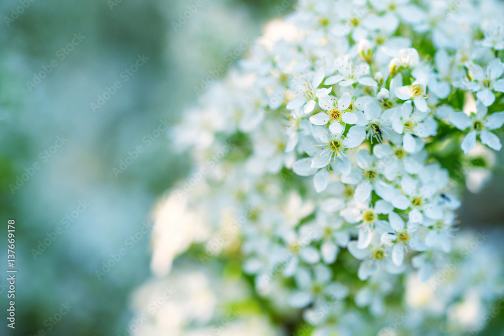 Scenic view of spring blossom Scenic view of spring blossom