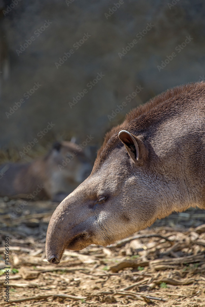 South American tapir or Tapirus terrestris South American tapir or Tapirus terrestris