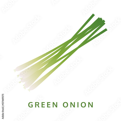 green onion illustration, isolated vegetable vector