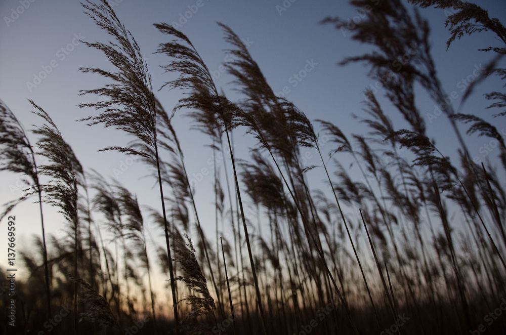 Obraz premium the reeds
