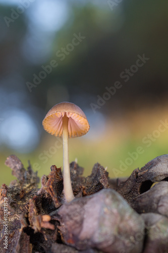 Mycena seynesii. Little mushroom on pine cone. photo