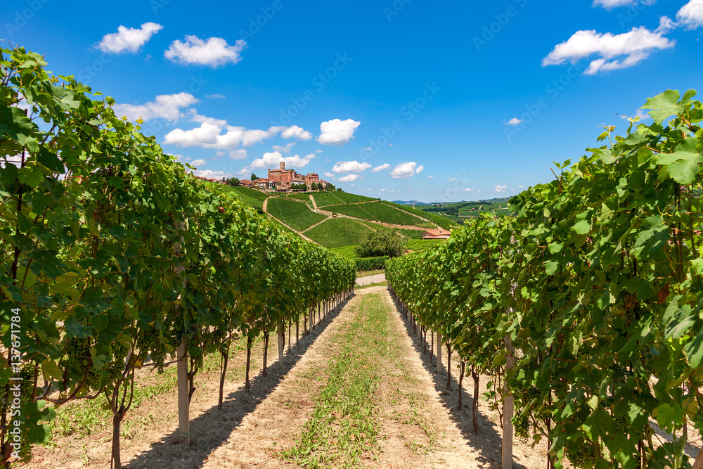 Green vineyards under blue sky.