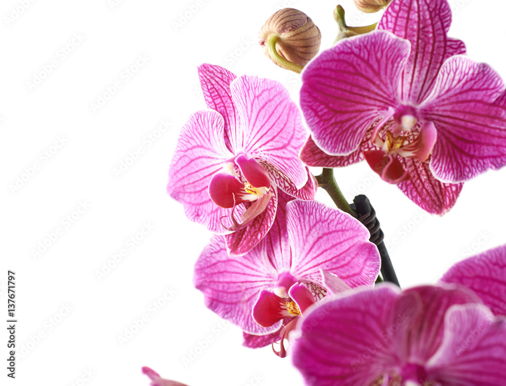 Obraz premium Orchid flower close-up