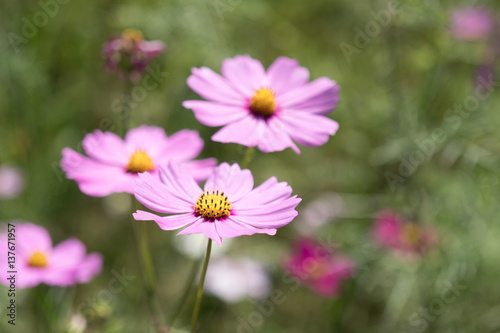 Pink Cosmos flower in the Park