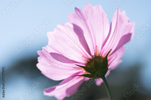 Pink Cosmos flower with Blue sky