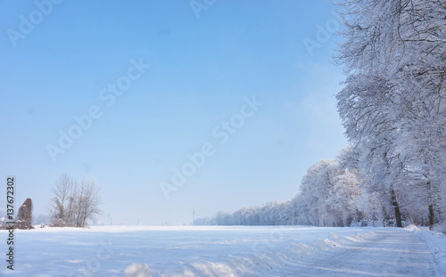 Fototapeta Beautiful winter landscape with white trees and acres and a sunny blue sky