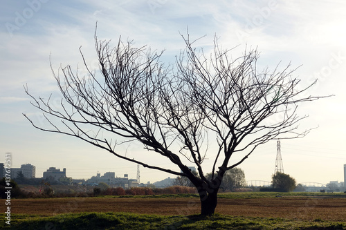 Wallpaper Mural 冬の枯木_557 Torontodigital.ca