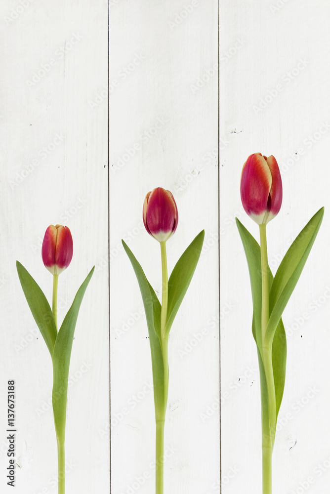 Rote Tulpen, weißer Holzhintergrund