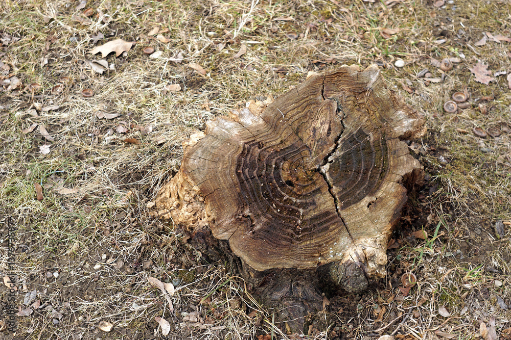 Stump in the grass Stump in the grass