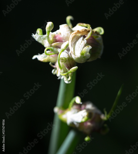 Onion seeds on the nature