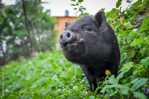 Black cute pot-bellied pig photo
