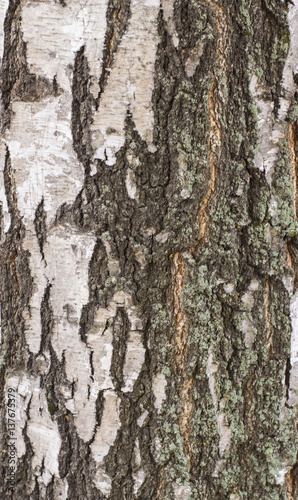 Fototapeta Naklejka Na Ścianę i Meble -  texture of birch bark