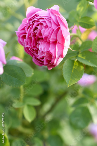 Pink rose in garden
