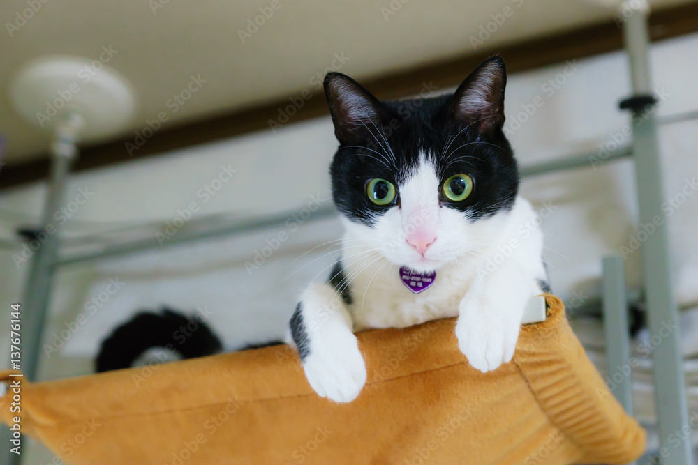 白黒ハチワレ猫 Stock 写真 Adobe Stock