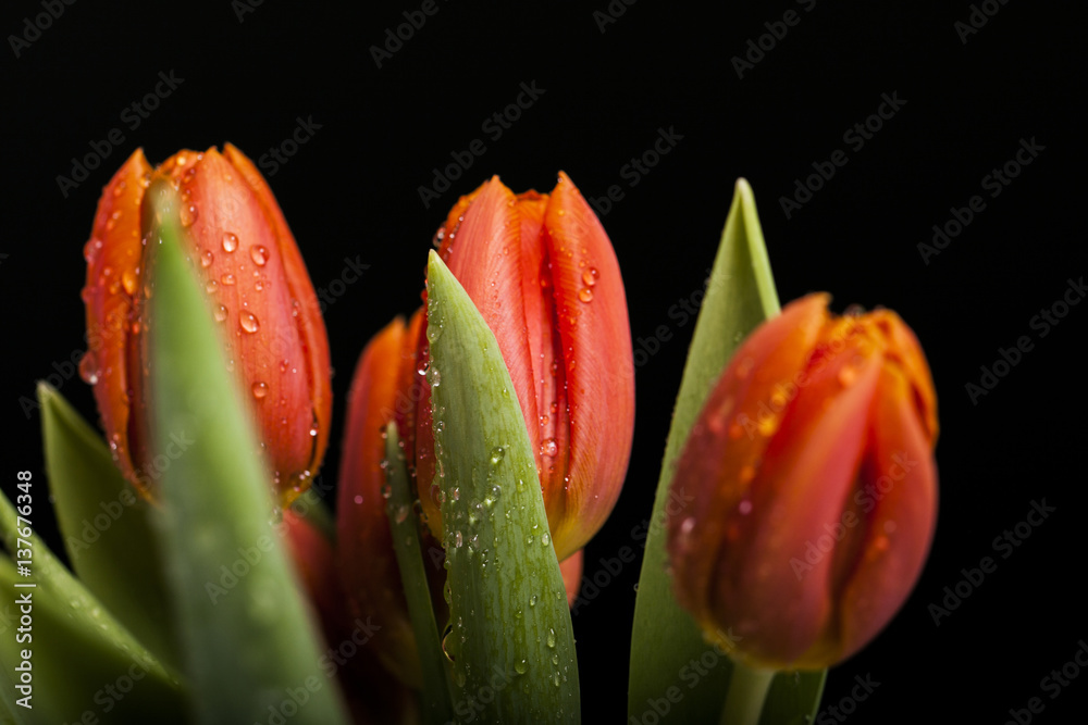 Naklejka premium Tulipany na prezent