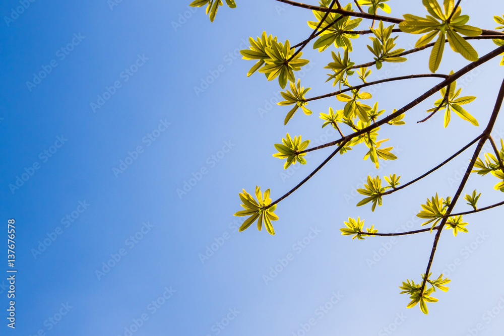freshness leaves on blue sky and sunlight background freshness leaves on blue sky and sunlight background