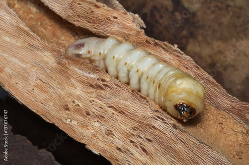 Advanced larval stage of a stag beetle (Lucanus cervus) growing inside dead wood of an old tree
