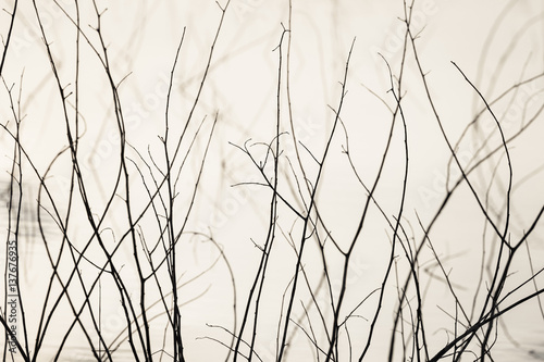 Dry Tree in the Lake