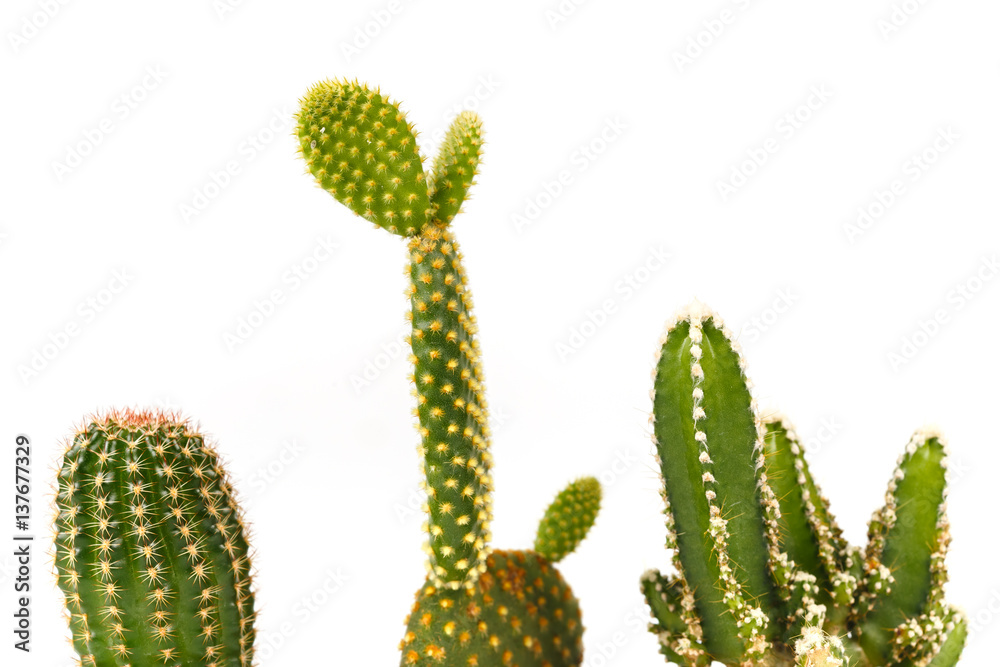 Small Cactus Small Cactus