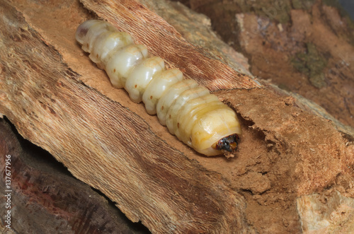 Advanced larval stage of a stag beetle (Lucanus cervus) growing inside dead wood of an old tree
