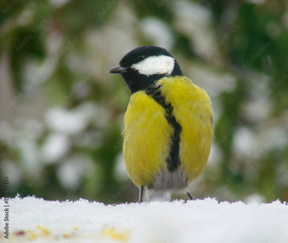 Naklejka premium titmouse on a snowy table in the winter