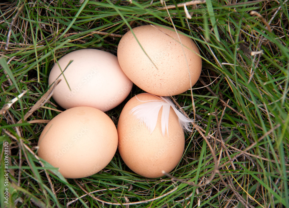 four chicken eggs lying in a green grass four chicken eggs lying in a green grass