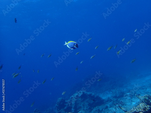 インド洋のパウダーブルーサージョンフィッシュ © nori