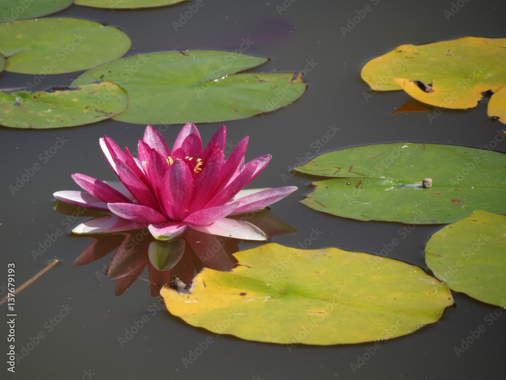 Charente-Maritime - Trizay - Nénuphar