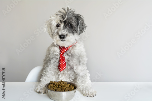 white poodle dog with red tie eating food at table