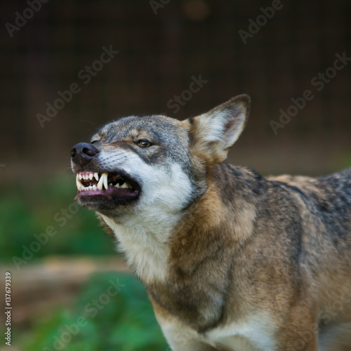 Portrait feeding wolf and fangs