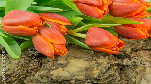 Tulips in red on a background of pine bark