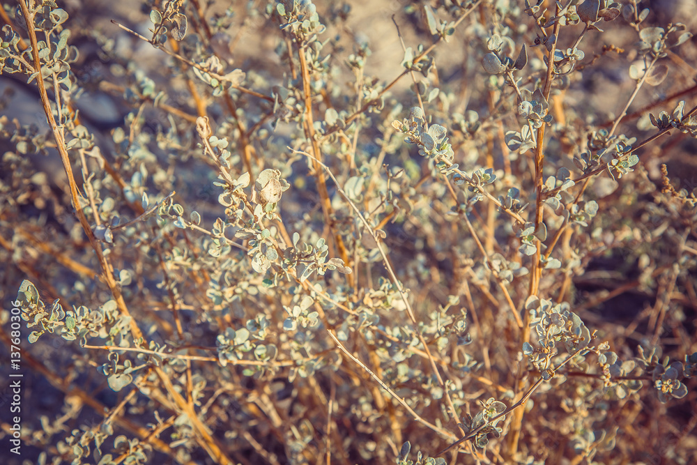 closeup branches, dry bush in the desert, Jordan