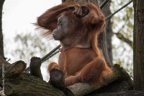 Affe 